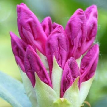 Rhododenron