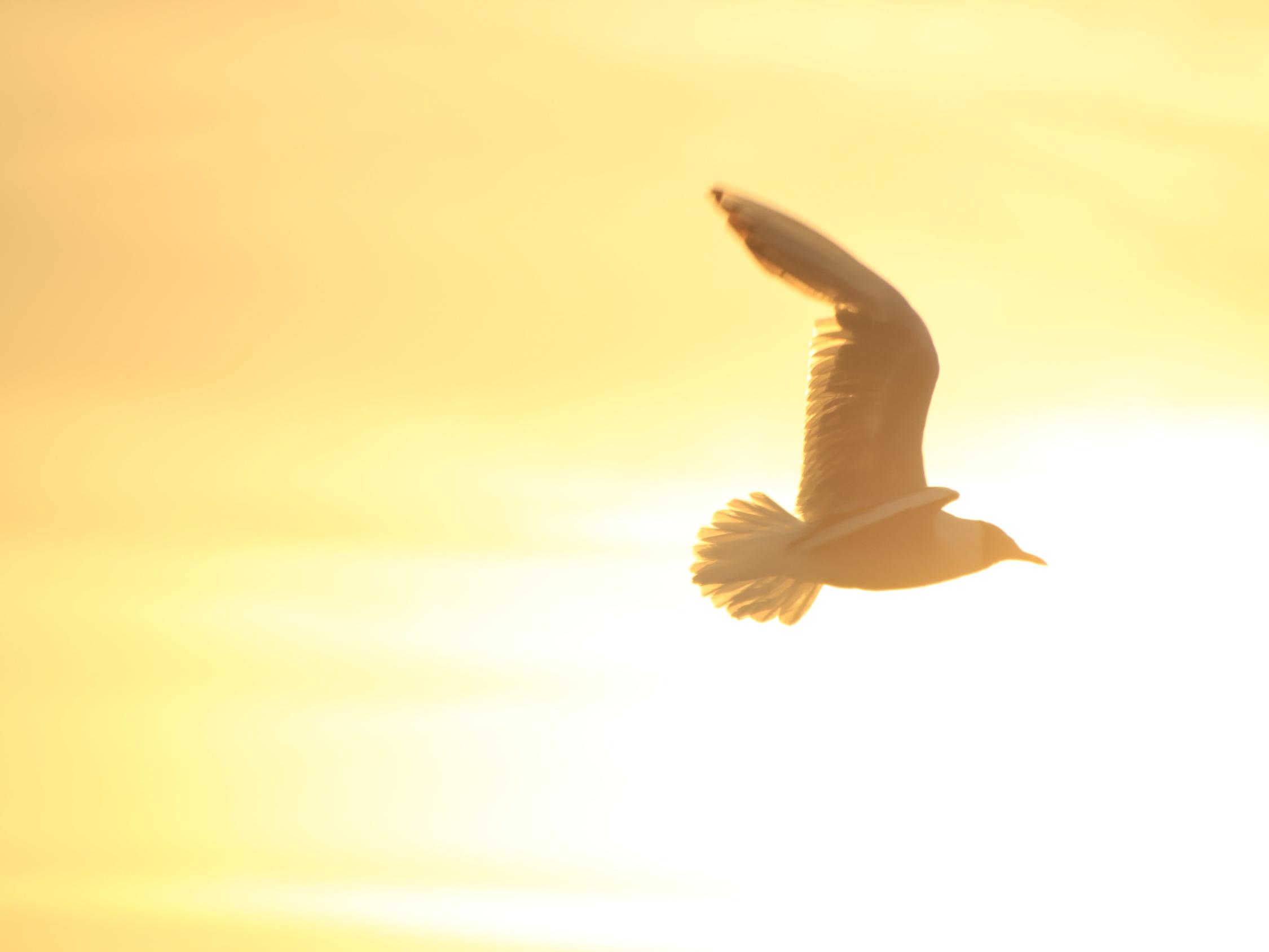 bird-1853209_by_karein93_cc0-gemeinfrei_pixabay_pfarrbriefservice